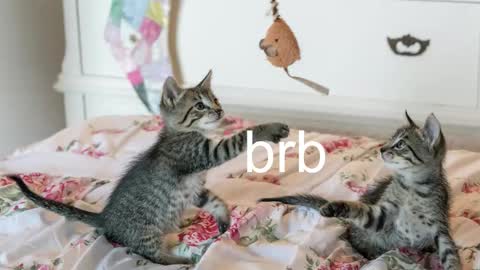 Kitty online show from 11/06/25, 12:22