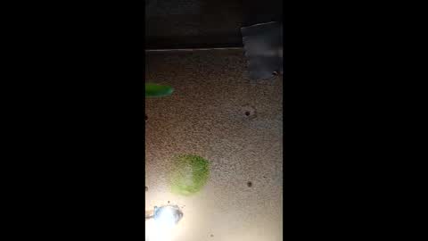 Snapshot of potsymcstoner chatting on 09/12/25, 05:46 potsymcstoner online show from 09/12/25, 05:46
