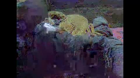 precious_nesh online show from 05/21/26, 07:15