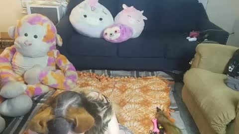puppygirllovestobeg online show from 06/21/26, 07:22