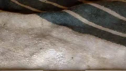 rimachaka online show from 12/27/24, 08:18