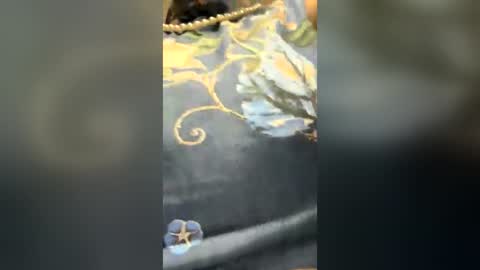 sui sui online show from 07/24/26, 08:56
