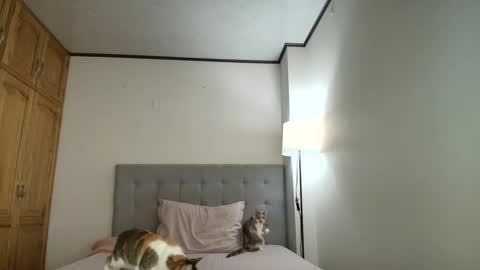 I am Rosa online show from 10/19/25, 08:31