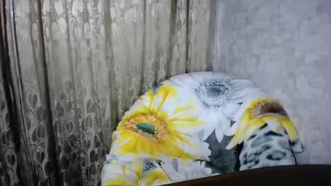 Snapshot of secretcandy222 chatting on 03/01/25, 02:44 secretcandy222 online show from 03/01/25, 02:44