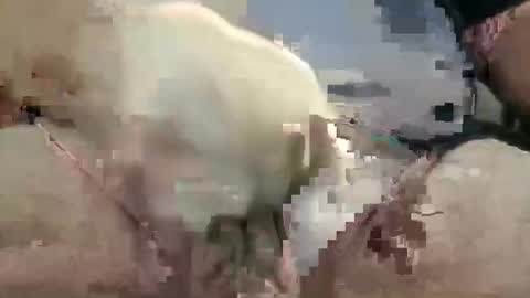 showsme online show from 10/28/25, 10:52