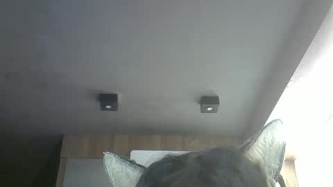 skinnykittencam online show from 05/12/26, 11:51