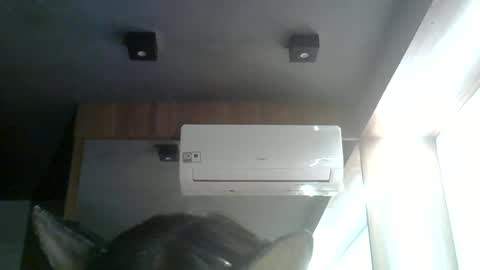skinnykittencam online show from 06/15/26, 08:33