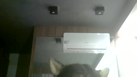 skinnykittencam online show from 06/24/26, 03:33