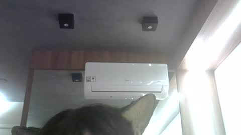 skinnykittencam online show from 06/26/26, 12:59