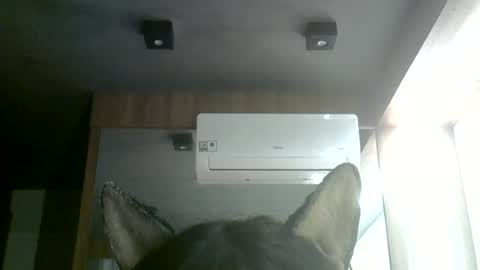 skinnykittencam online show from 06/28/26, 01:28