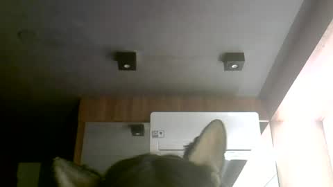 skinnykittencam online show from 06/30/26, 12:11