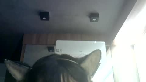 skinnykittencam online show from 07/09/26, 07:34