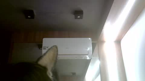 skinnykittencam online show from 07/20/26, 11:45