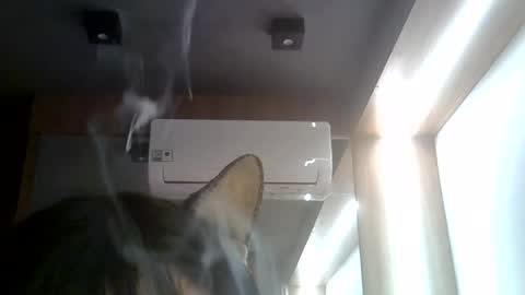 skinnykittencam online show from 07/22/26, 02:09