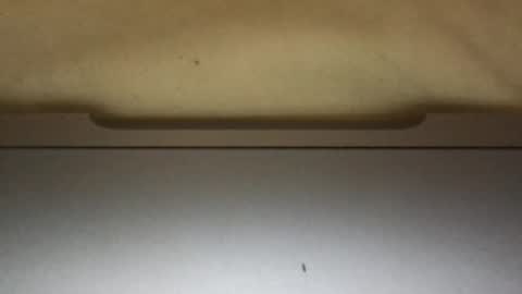 slimthick69couple online show from 10/01/25, 04:13