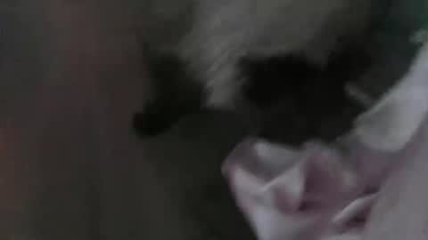 Snapshot of sp1tpuppeh chatting on 05/01/26, 11:20 sp1tpuppeh online show from 05/01/26, 11:20