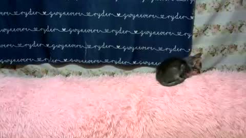 sweetnipples1987 online show from 06/14/26, 07:49