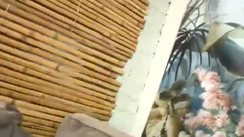 Snapshot of tacovegan4 chatting on 12/05/25, 05:20 tacovegan4 online show from 12/05/25, 05:20