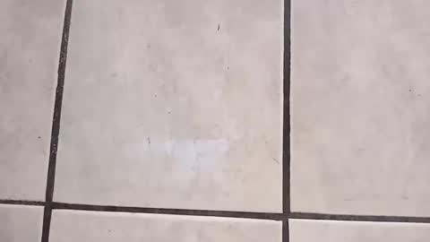 Snapshot of tall6feet7inch chatting on 10/02/25, 09:27 tall6feet7inch online show from 10/02/25, 09:27