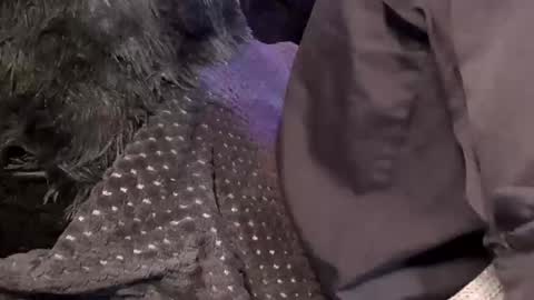 Snapshot of tattooman777 chatting on 12/15/25, 11:47 Jean pool online show from 12/15/25, 11:47