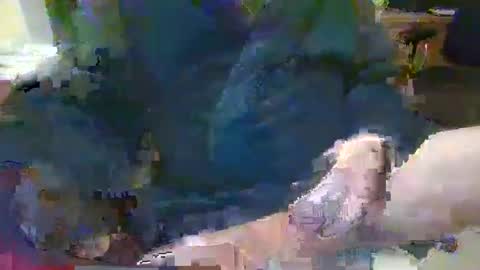 Snapshot of topcat127 chatting on 01/26/25, 07:10 Topcat127 online show from 01/26/25, 07:10