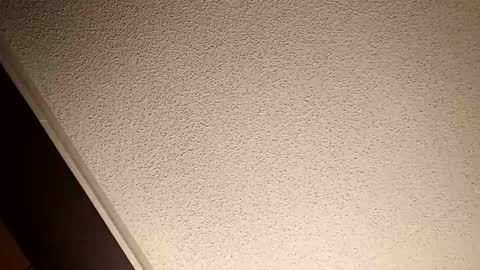 treedude303720 online show from 10/20/25, 10:54