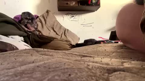 Snapshot of trentlovesitintheass chatting on 12/18/25, 01:39 trentlovesitintheass online show from 12/18/25, 01:39