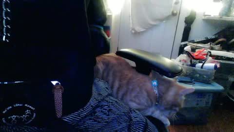 TwackedNTatted online show from 12/12/24, 07:37