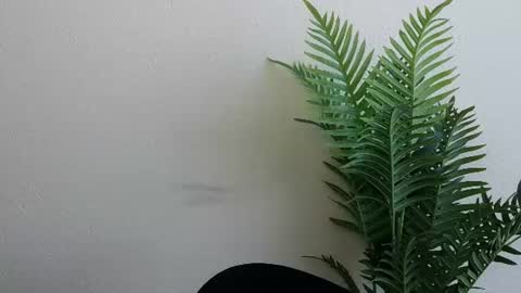 Ana online show from 07/04/26, 11:16