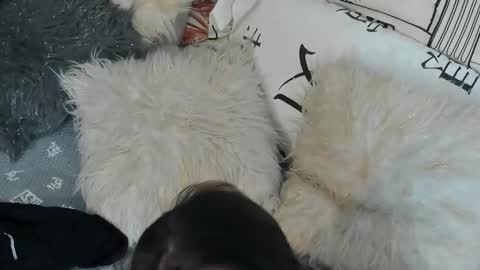 Vit a Viper online show from 09/30/25, 11:32