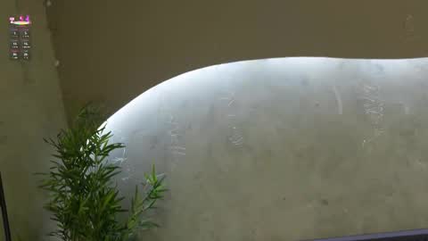 Snapshot of willow_hendrix chatting on 03/21/26, 11:48 Ms Willow online show from 03/21/26, 11:48