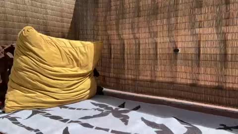 Snapshot of wolfdeep chatting on 09/11/25, 05:46 Sweetdog online show from 09/11/25, 05:46