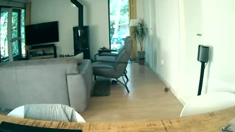 woodwurm and Snoeske online show from 06/19/26, 05:34