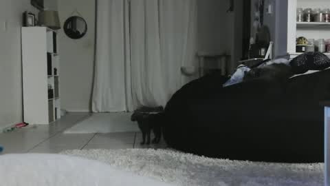Snapshot of wrenleigh chatting on 01/05/25, 05:20 Crystal Lake online show from 01/05/25, 05:20