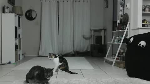 Snapshot of wrenleigh chatting on 01/12/25, 04:42 Crystal Lake online show from 01/12/25, 04:42