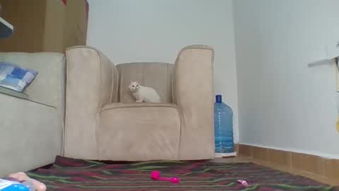 Snapshot of wtfbarbz chatting on 10/04/25, 12:47 Barbie online show from 10/04/25, 12:47