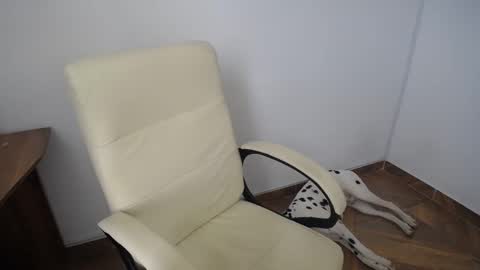 Snapshot of zamara_latam chatting on 12/12/24, 04:21 KAAL online show from 12/12/24, 04:21