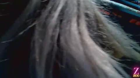 ZYA online show from 12/04/24, 01:36