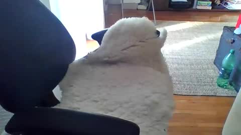Snapshot of zyggy87 chatting on 02/23/26, 06:55 zyggy87 online show from 02/23/26, 06:55