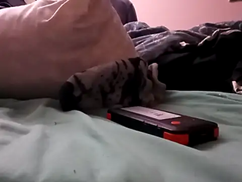 Snapshot of Blkstylion chatting on 12/05/25, 02:47 Blkstylion online show from 12/05/25, 02:47