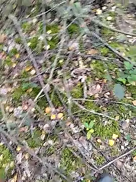 prcalek19 online show from 10/14/25, 09:10