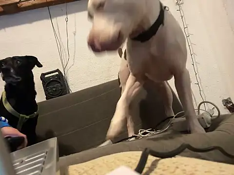 EnricoGio online show from 12/17/24, 11:49