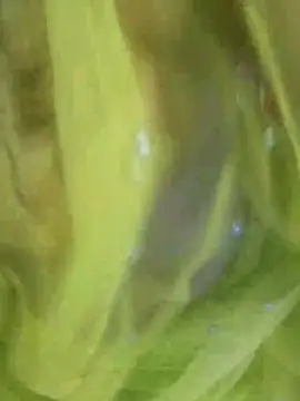 Snapshot of joya_bhabi chatting on 11/03/25, 02:29 joya bhabi online show from 11/03/25, 02:29