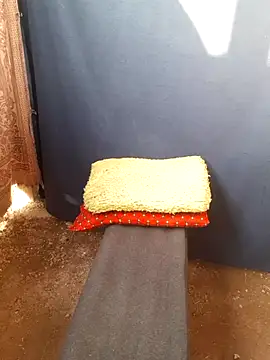 Snapshot of Burhade-- chatting on 10/12/25, 11:31 Burhade-- online show from 10/12/25, 11:31