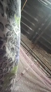 HotSexyBoudi online show from 12/21/24, 09:01