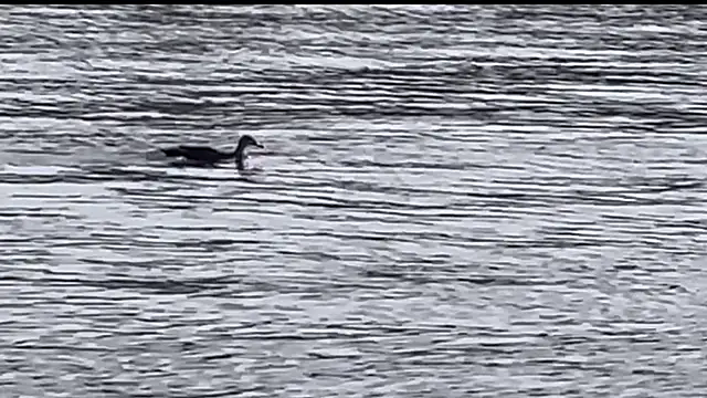 tokimori online show from 02/28/25, 06:54