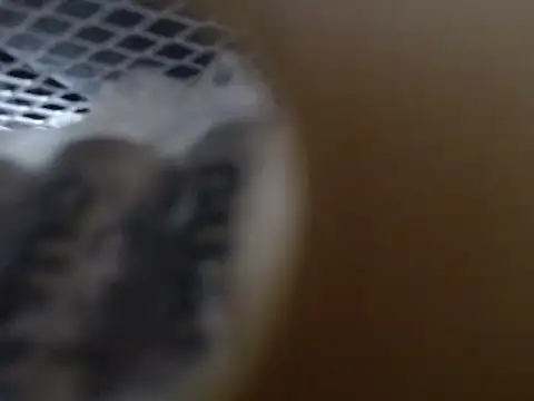 Snapshot of lovense_test04 chatting on 10/31/25, 09:21 lovense test04 online show from 10/31/25, 09:21