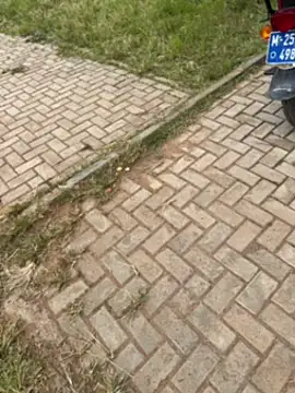 Snapshot of Black-mamba-madingo chatting on 11/01/25, 12:29 Black-mamba-madingo online show from 11/01/25, 12:29