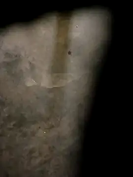 Yasha 14C Creator online show from 10/31/25, 04:57