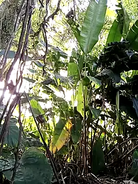 tuwegon online show from 06/17/26, 09:38